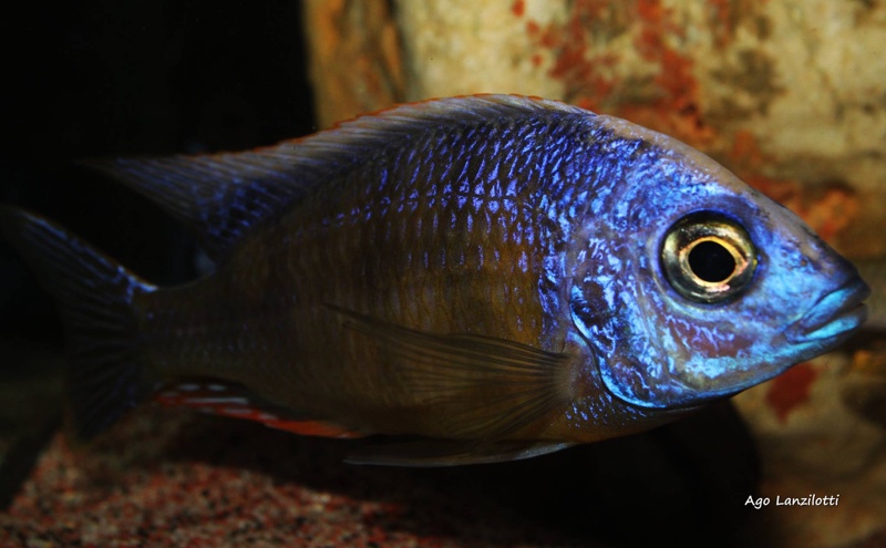 Protomelas sp. 'steveni taiwan' Taiwanee Reef